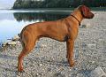 junior (13)